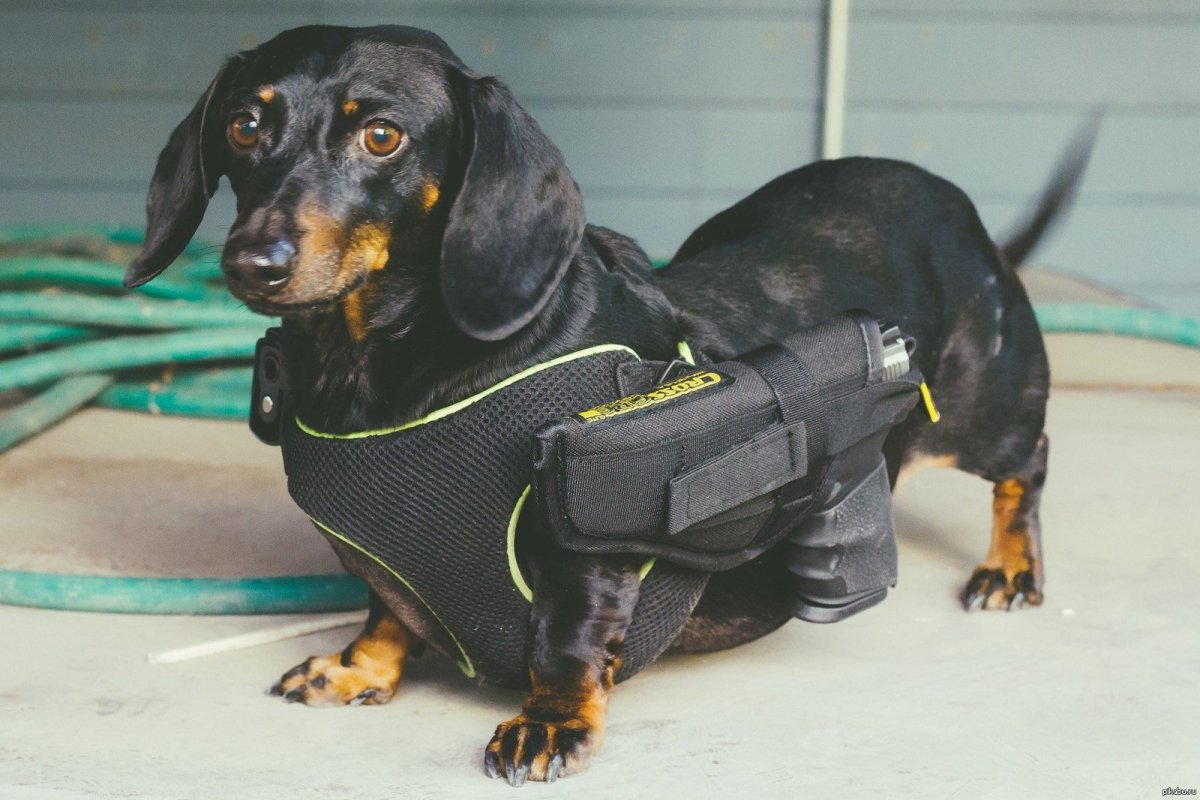 Боевая такса