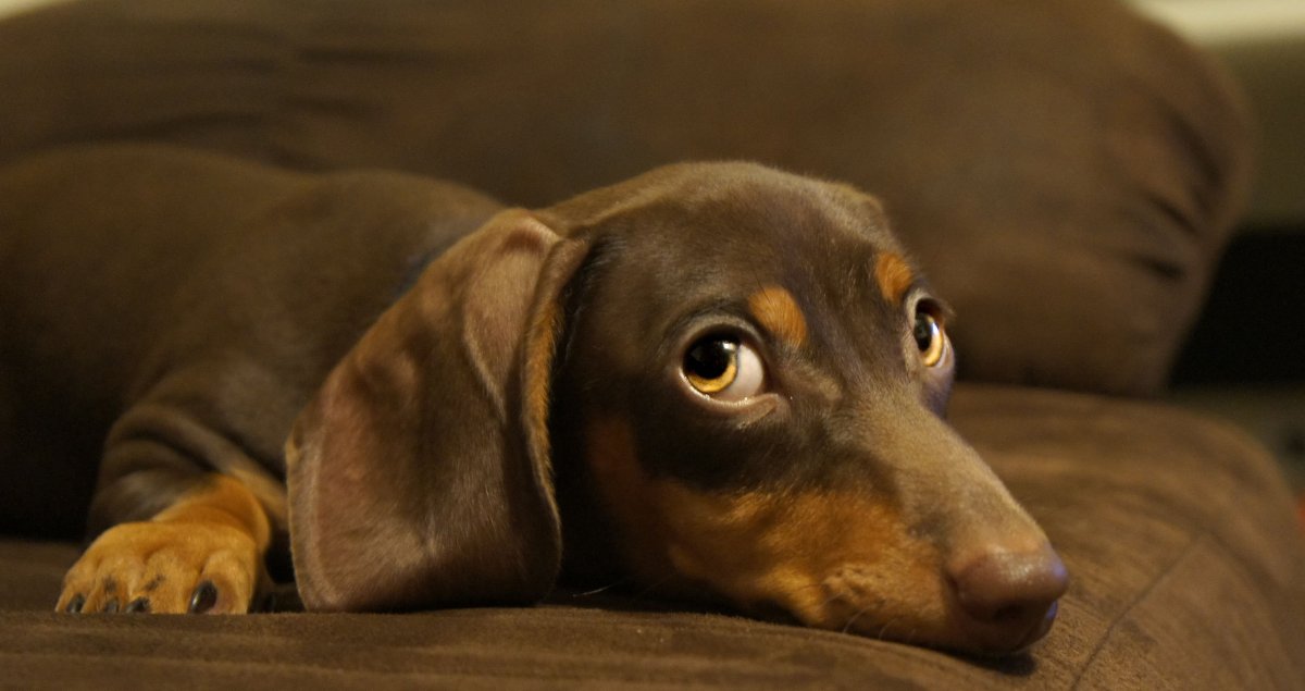 Такса жалобно