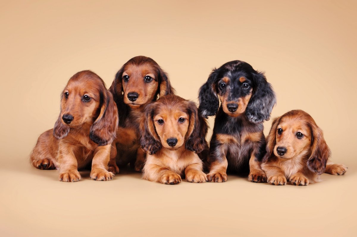 Щенок таксы длинношерстной