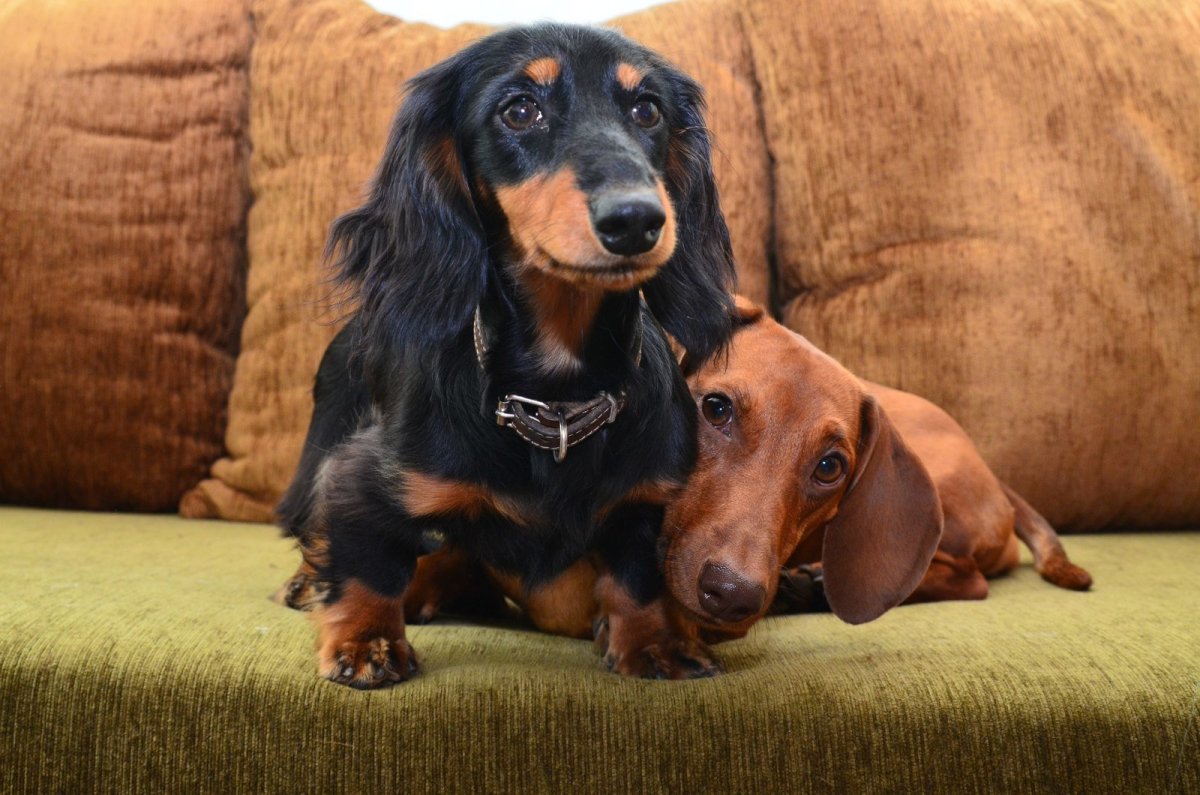 Такса длинношерстная Триколор