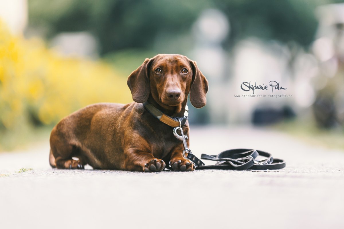 Такса на поводке