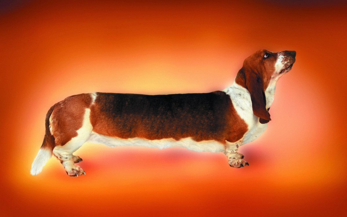 Длинная собака