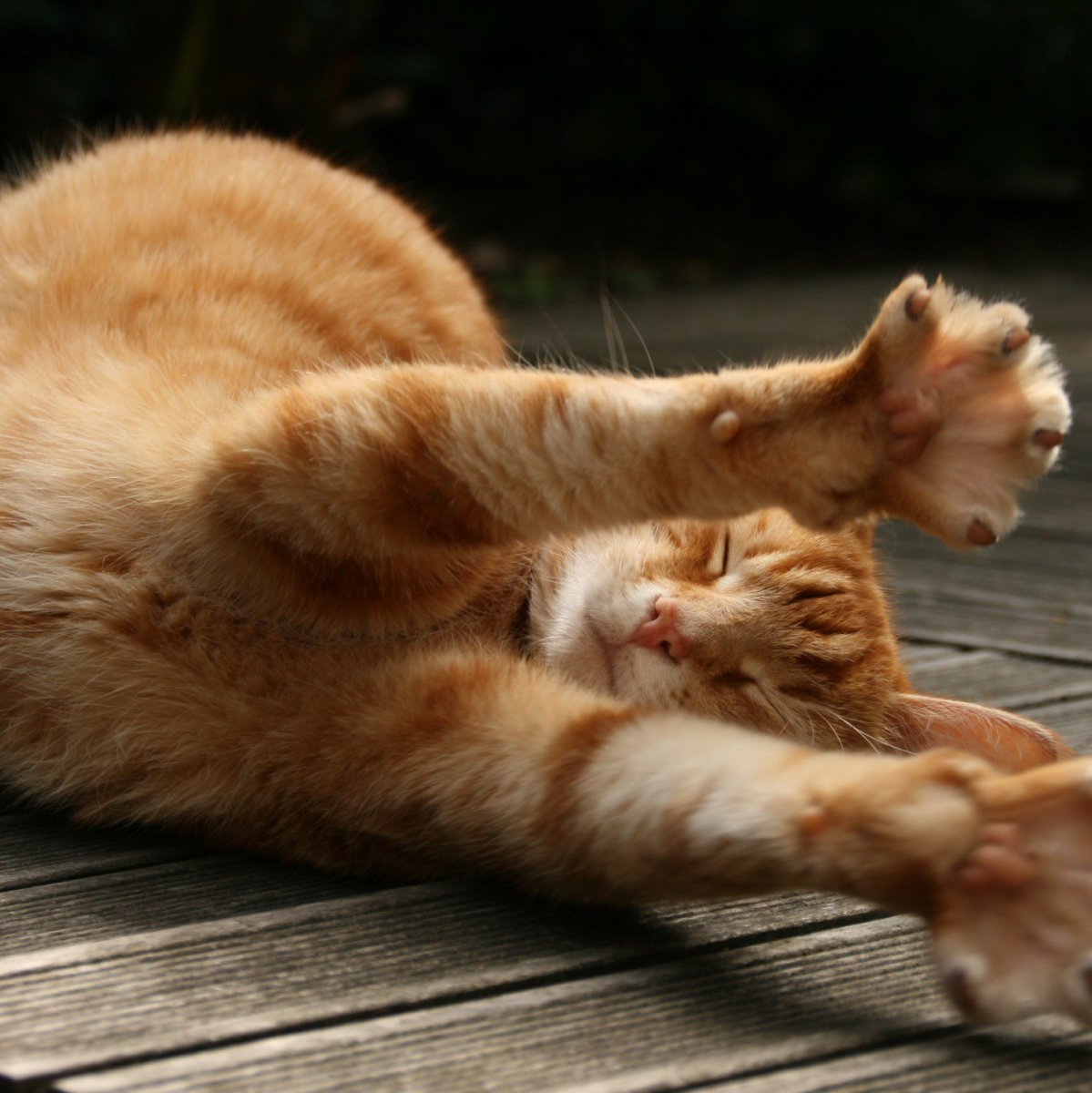 Кот барнаби