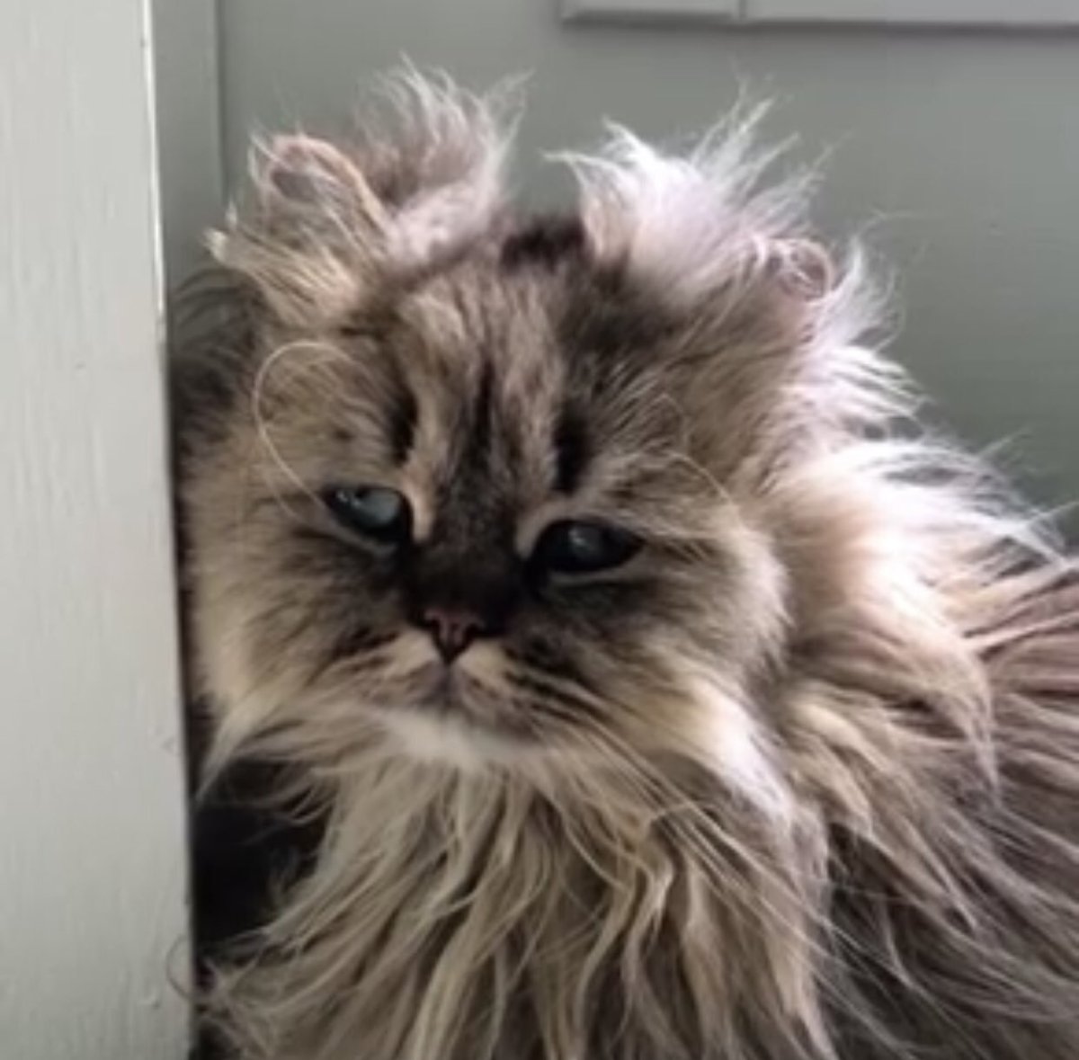 Барнаби котик