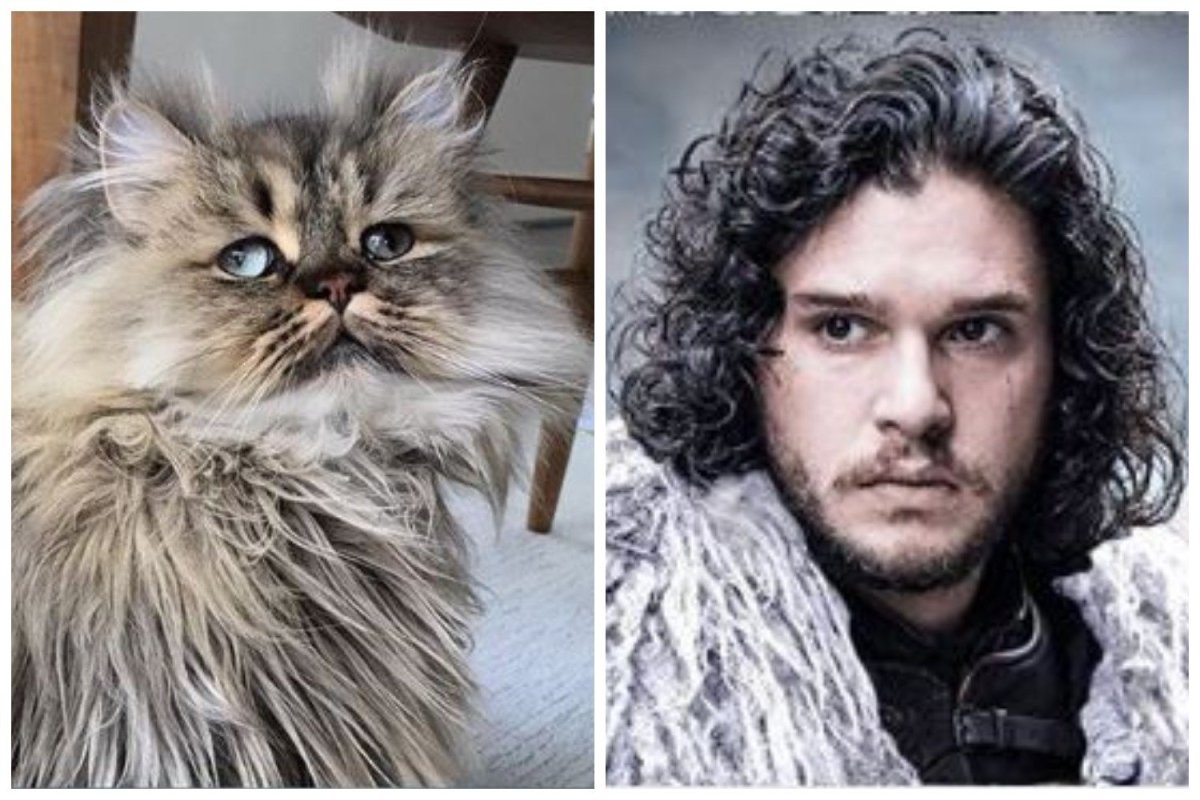 Коты на лодке увозит котов