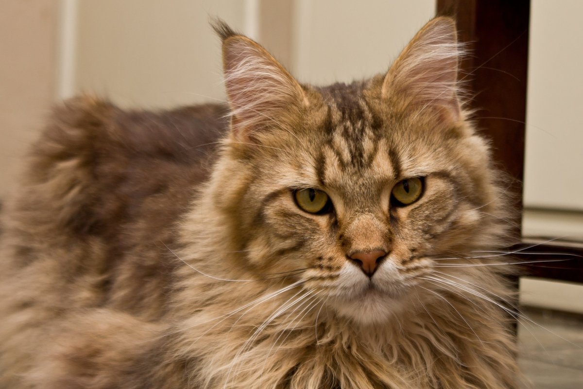 Тигр и Зайка