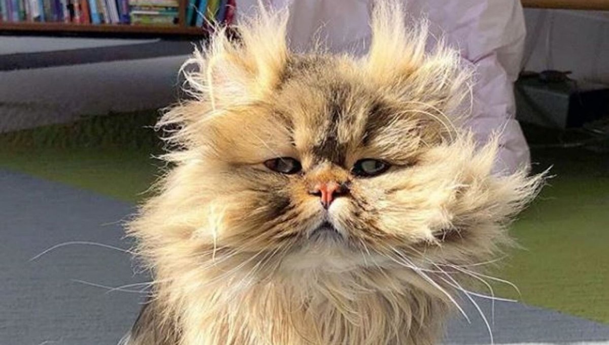 Взъерошенный кот