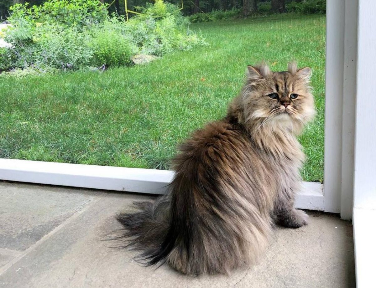 Кот Барнаби порода