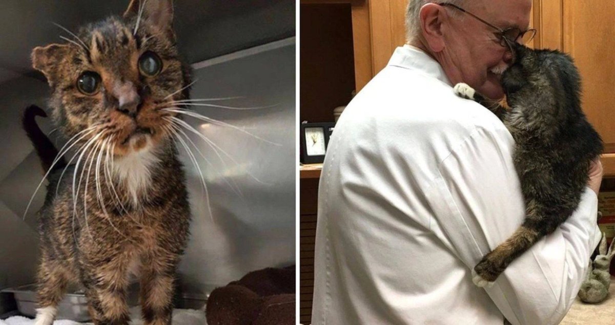 Какой ты сегодня кот