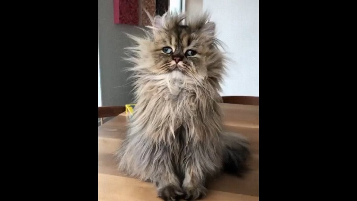 Шапка для ютуба котики