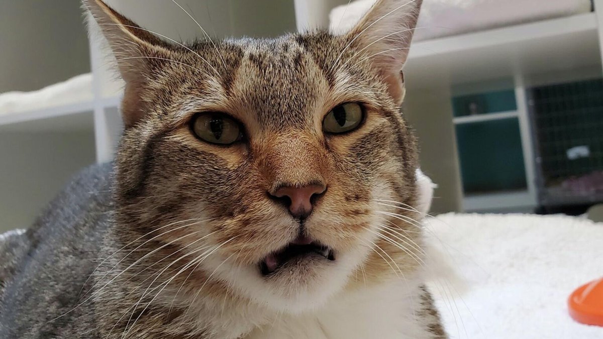 Русый котик