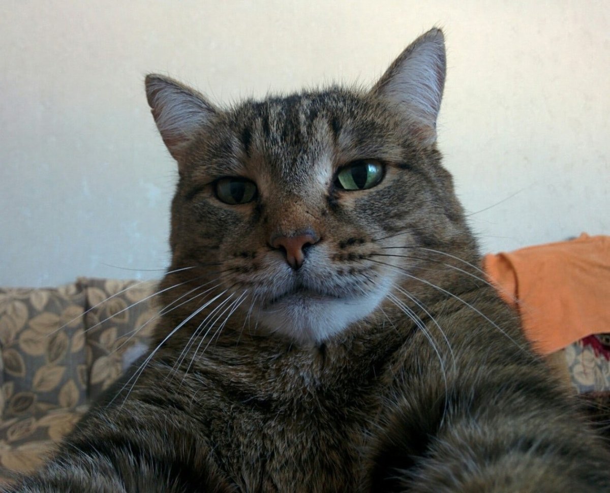 Котики в деревне