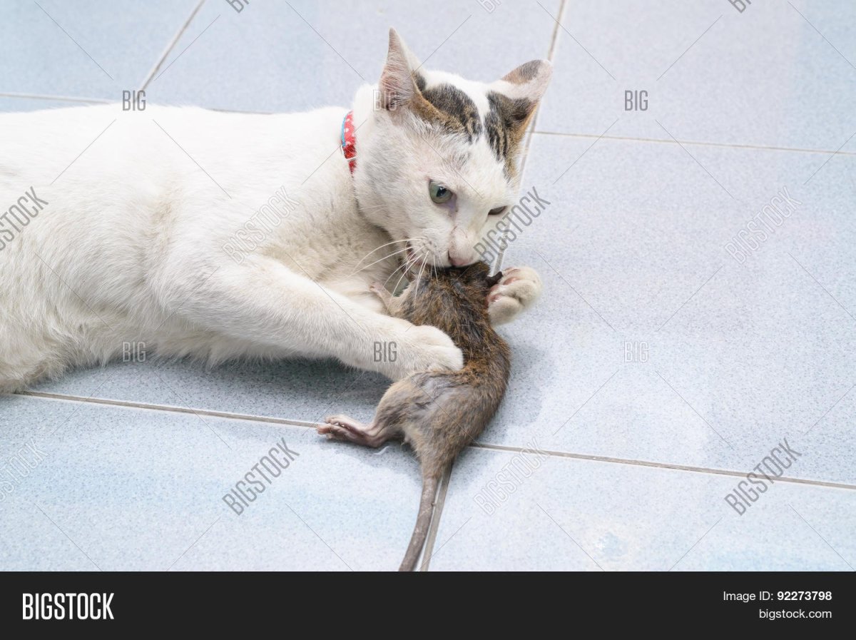 Корова ловит мышей