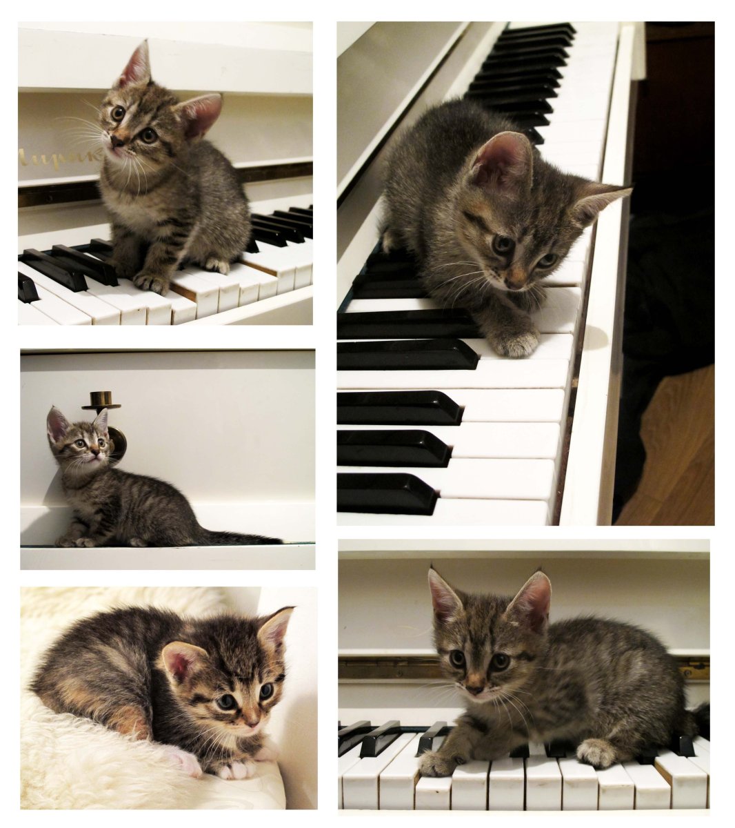Бийская кошка