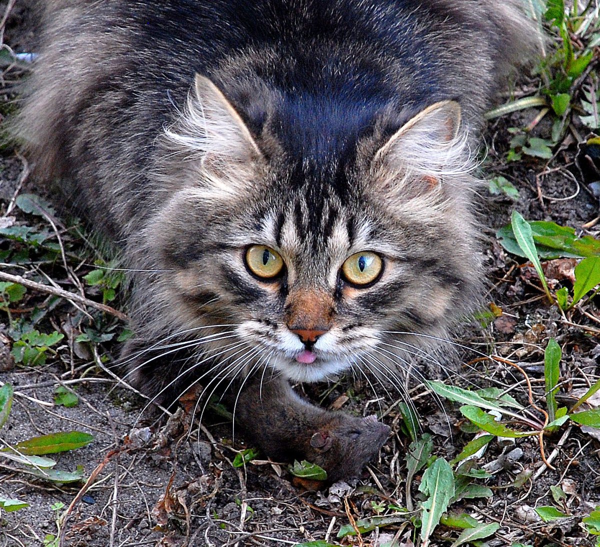 Кот мышелов