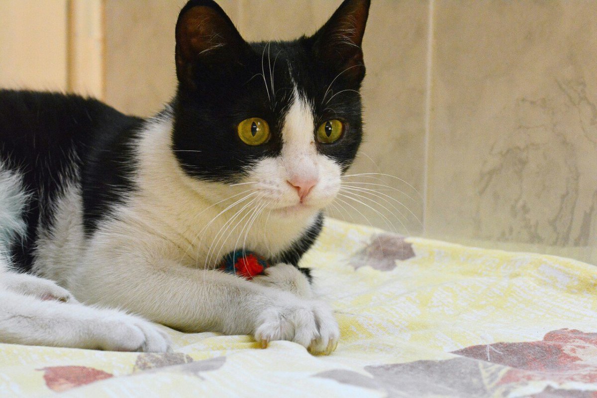 Кошка охотится на крысу