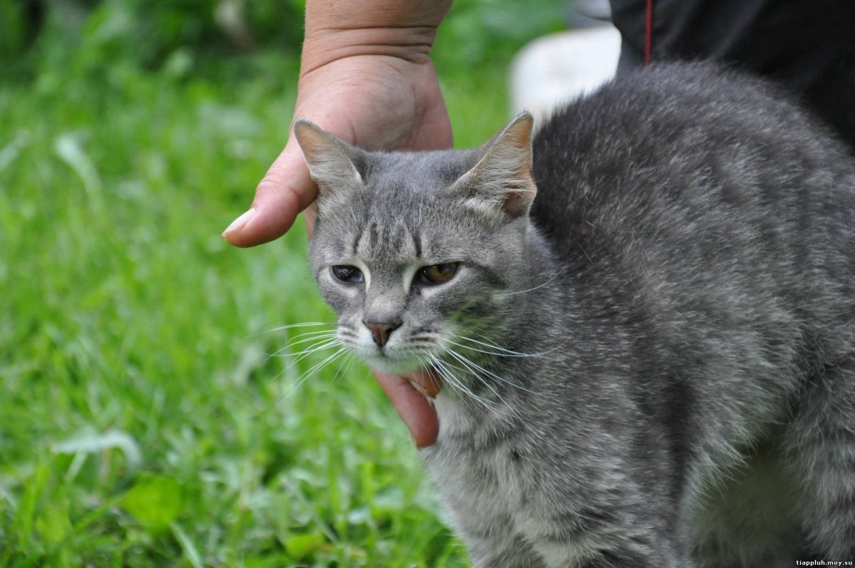 Кот породы Крысолов Сибирский