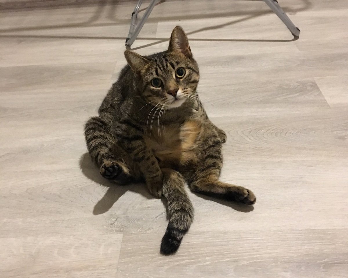 Деревенский кот мышелов