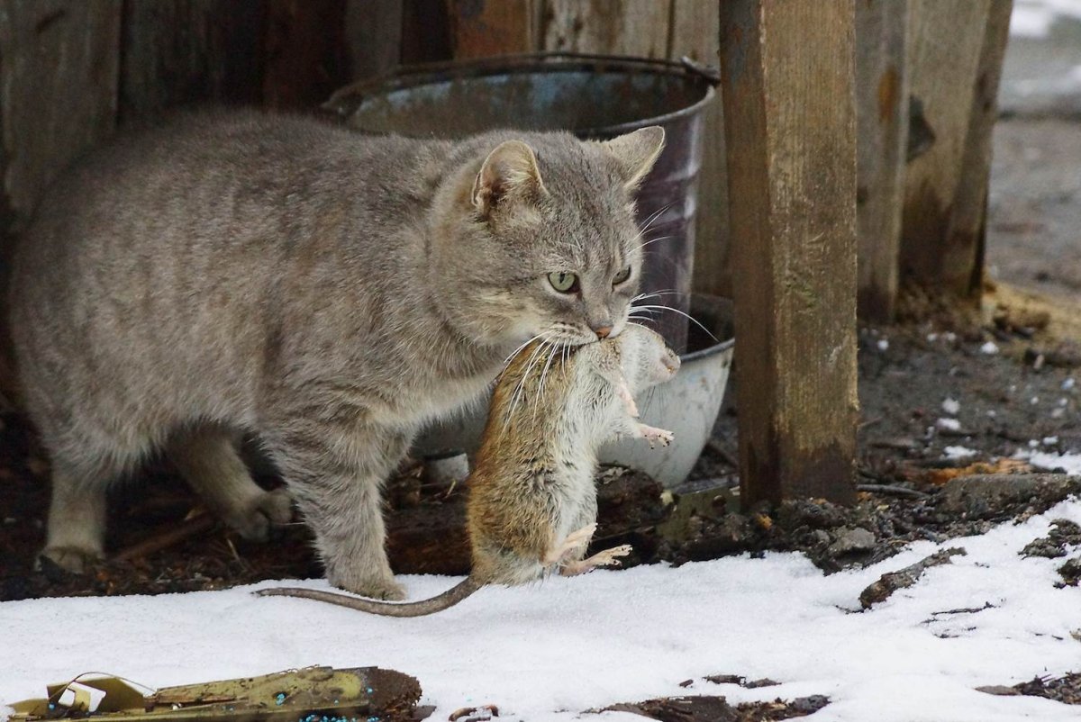 Кот Ларри Даунинг стрит