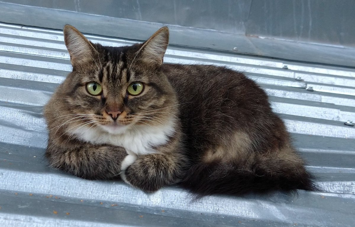 Кошка крысоловка