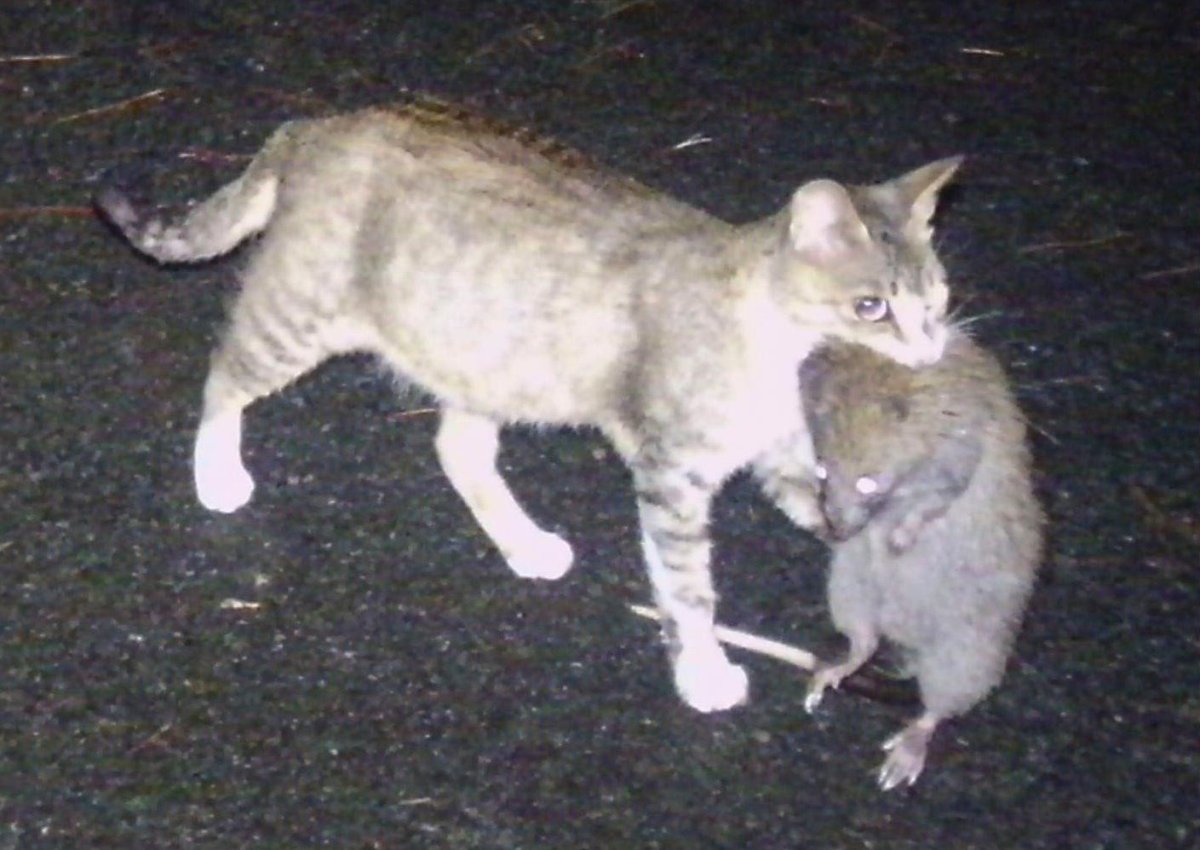 Кот мышелов