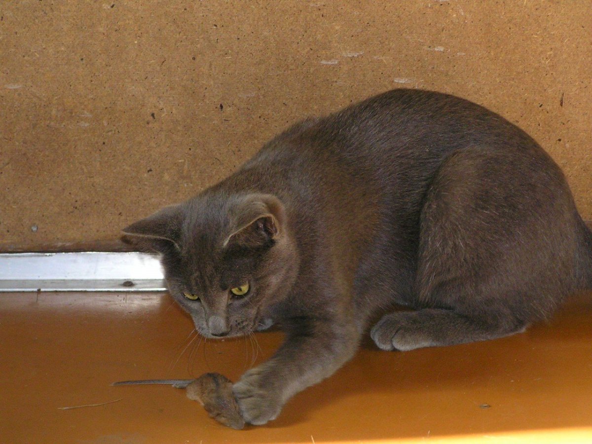 Рыжий кот мышелов