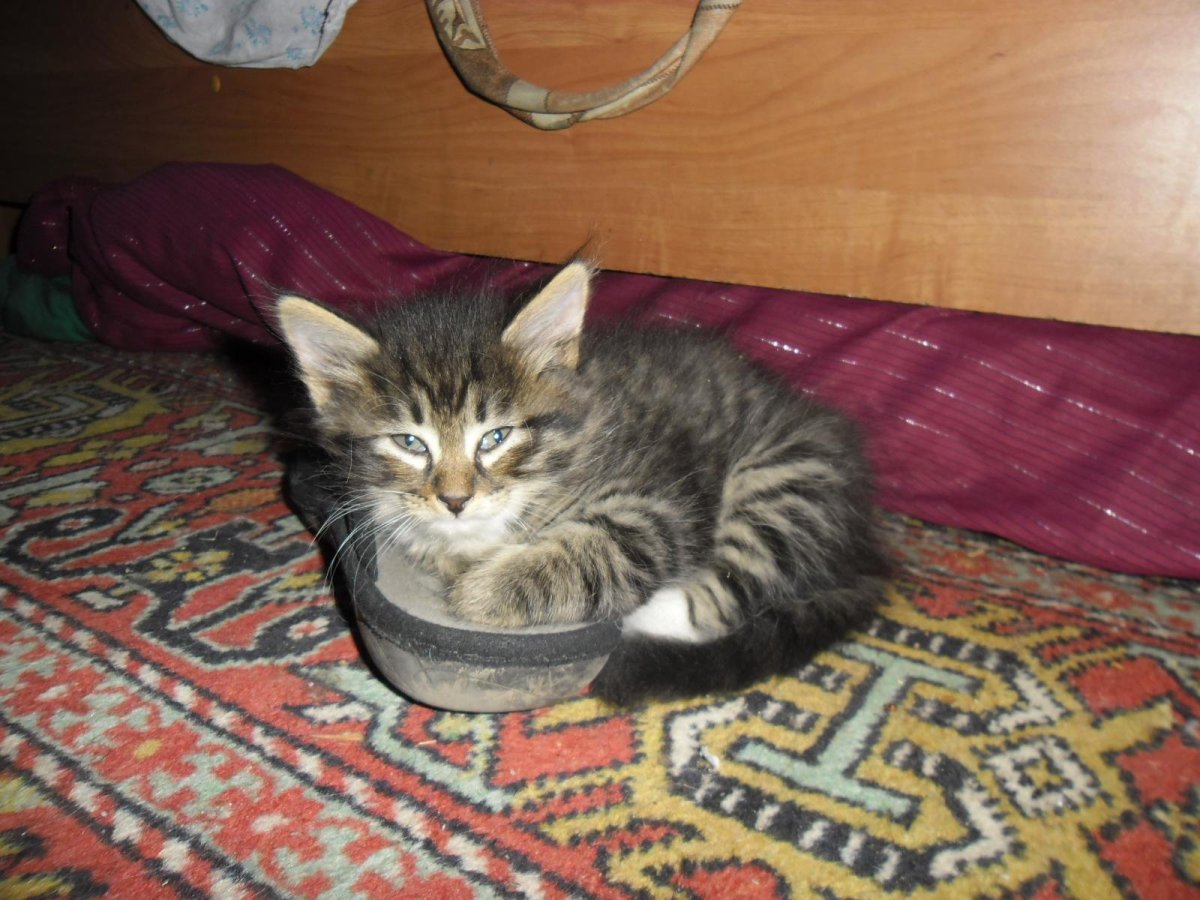 Полосатая кошечка мышеловка
