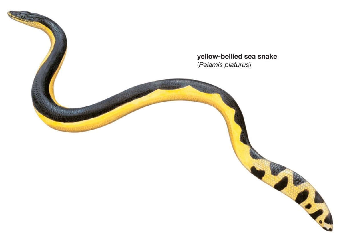 Желтобрюхая пеламида