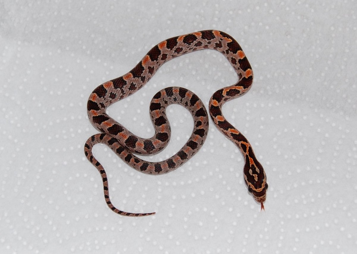 Изящные змейки