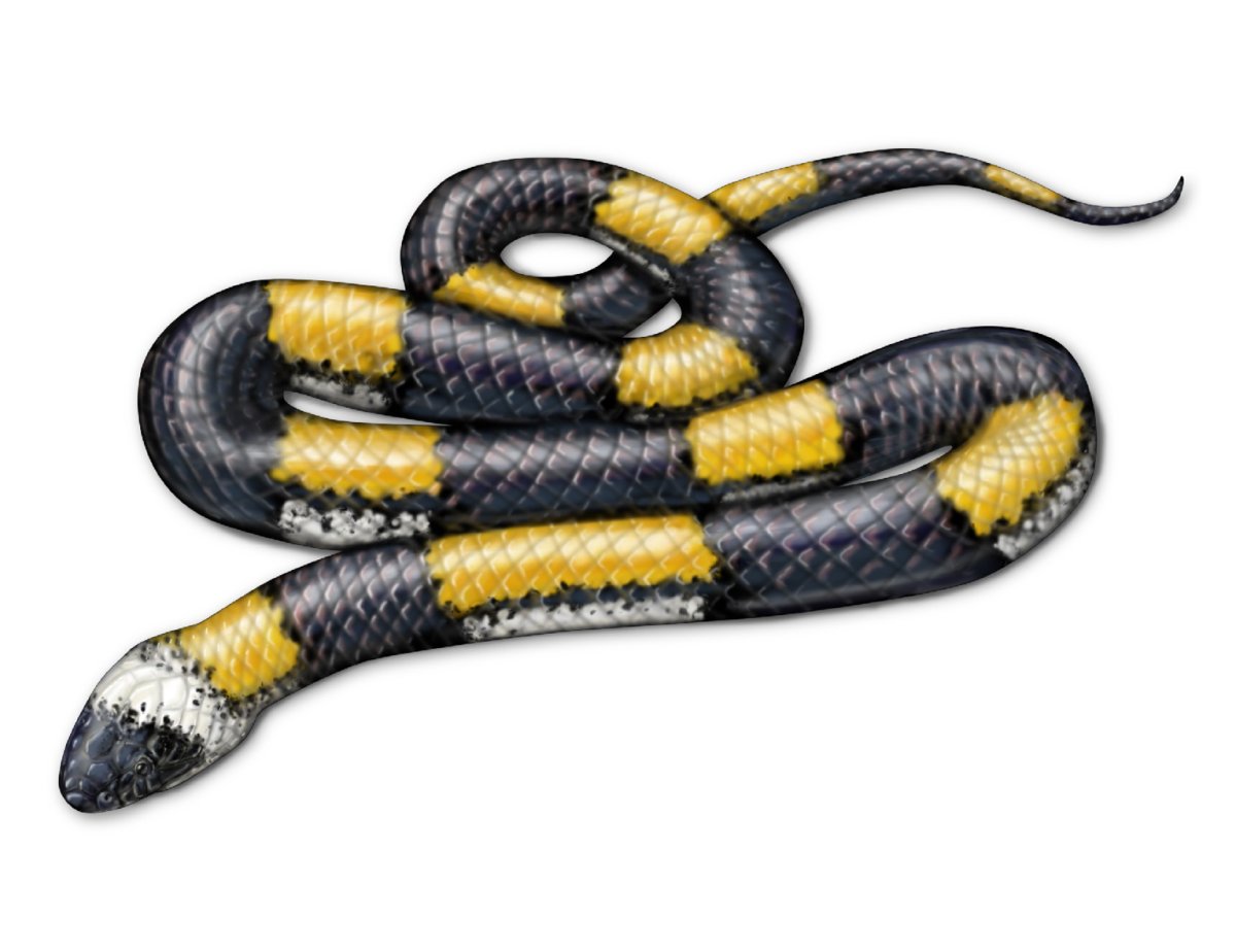 Двухцветная пеламида змея