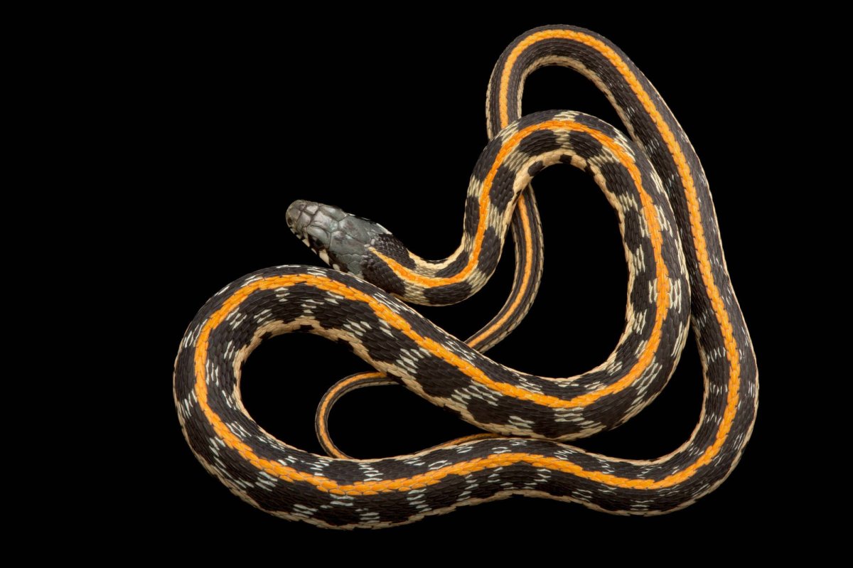 Blackneck Garter Snake