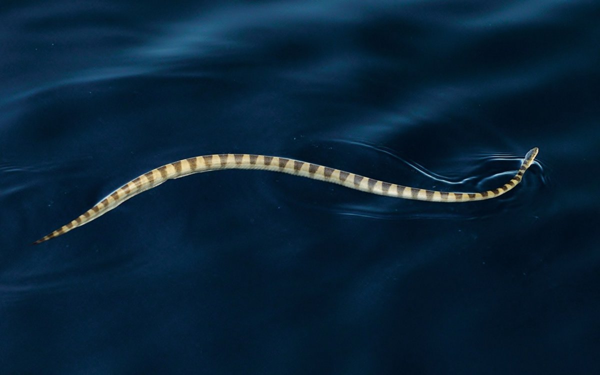 Змеи в персидском заливе