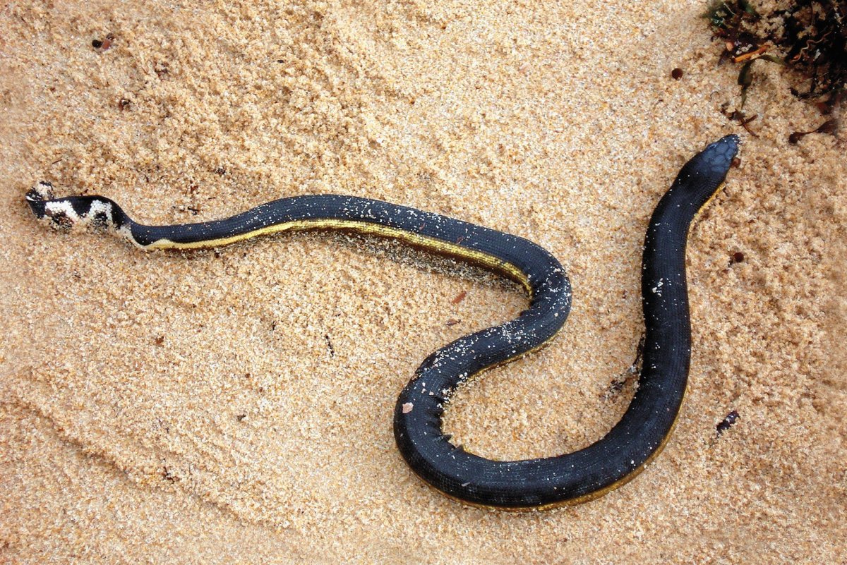 Водянка змея водная