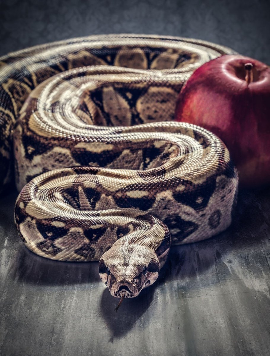 Змеи переплелись