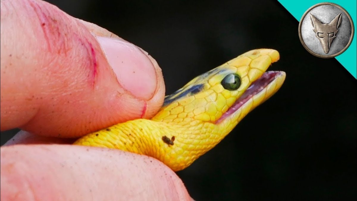 Смертельно Опаснаная морская змея - двухцветная пеламидп