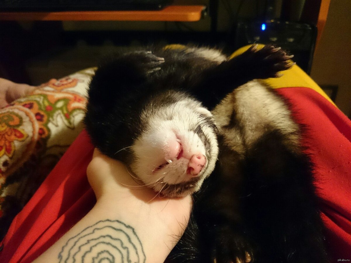 Пьяный хорек