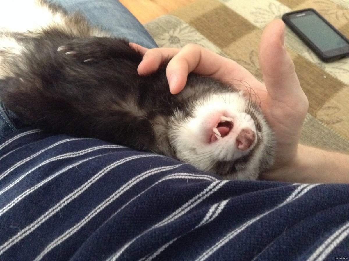 Спит хорек мульт картинки