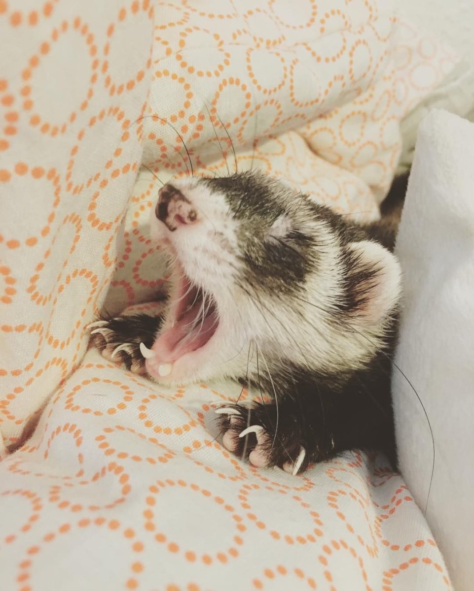 Сонный хорек