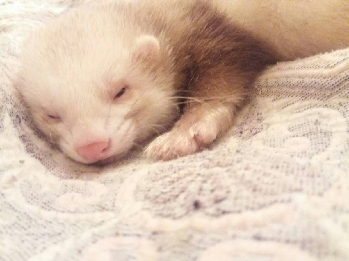 Как спят хорьки