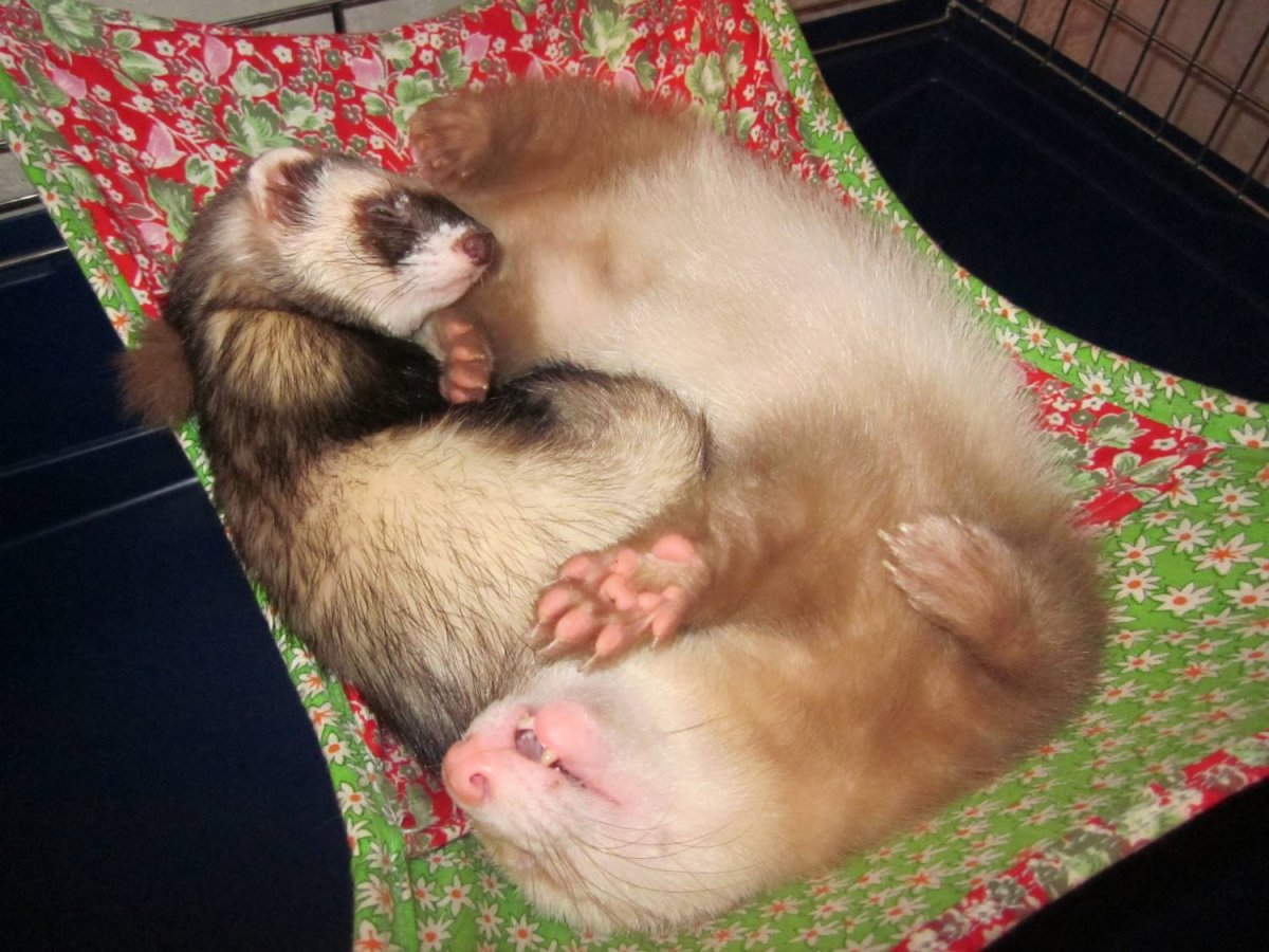 Милые хорьки