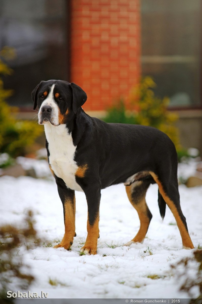 Большой швейцарский зенненхунд