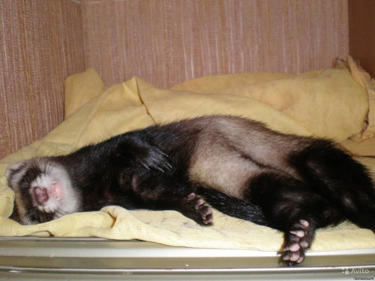 Забавные животные спят