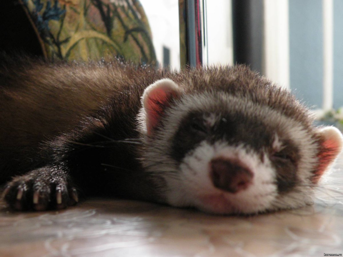 Всратый хорек