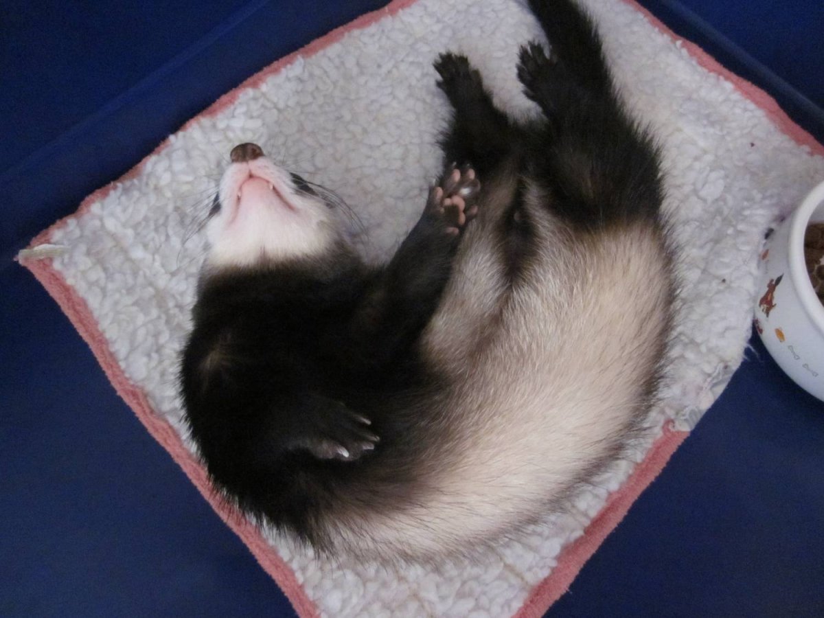 Хорёк домашний и дети