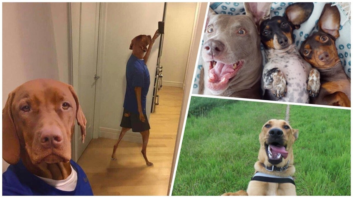 Собака делает селфи