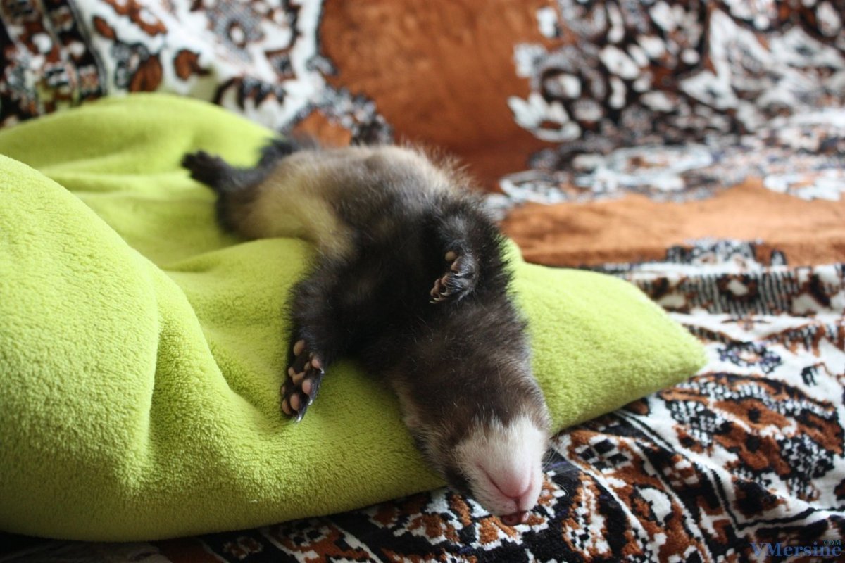 Спящий хорек