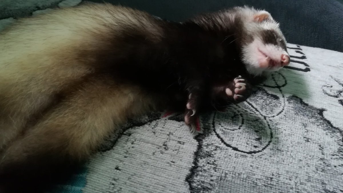 Смешные хорьки