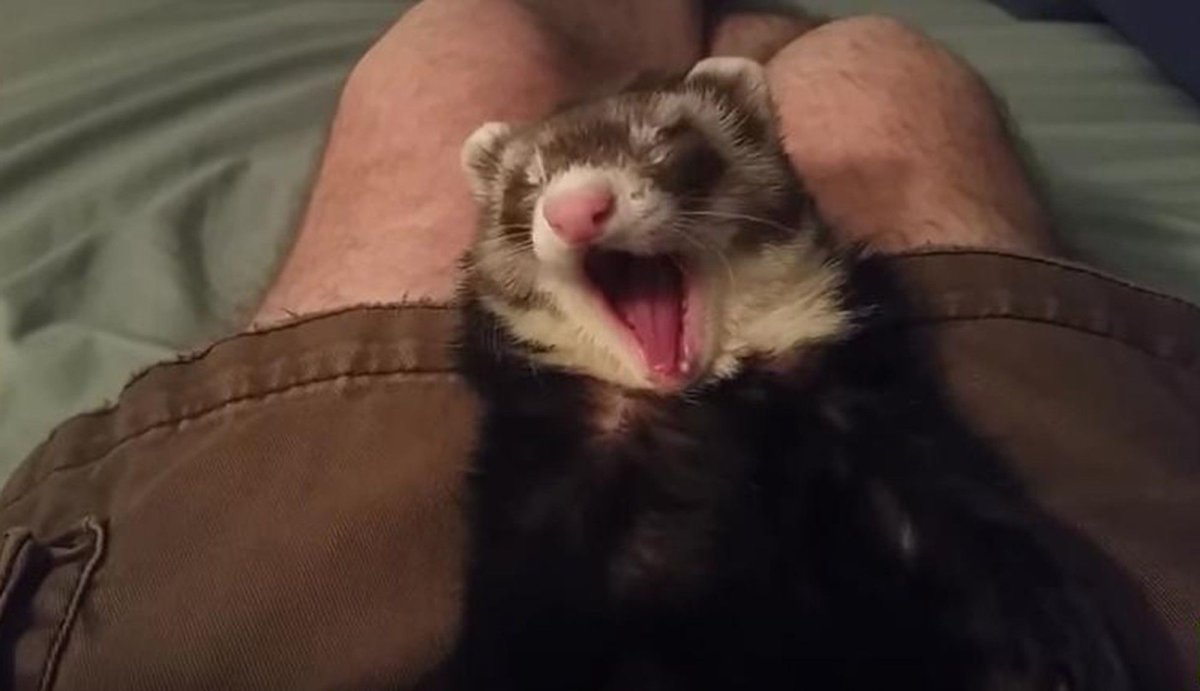 Хорек в спячке