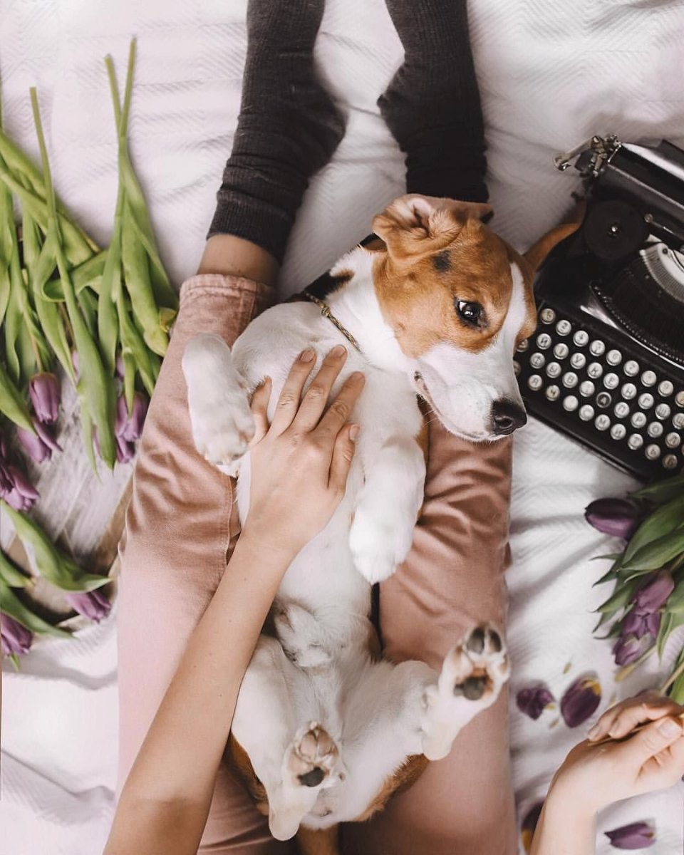 Фотосессия с собакой идеи