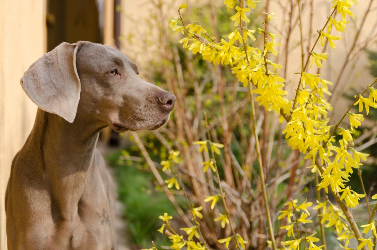 Веймаранер купированный
